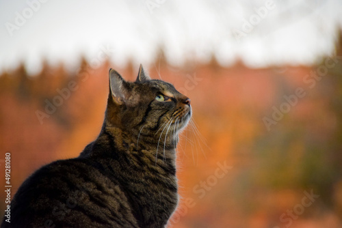 Eine Katze die in den Himmel schaut 