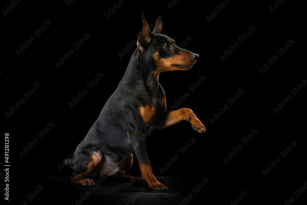 Portrait of adorable Zwergpinscher dog sitting on floor isolated on dark background. Concept of beauty, motion, pets love, animal life, fashion.