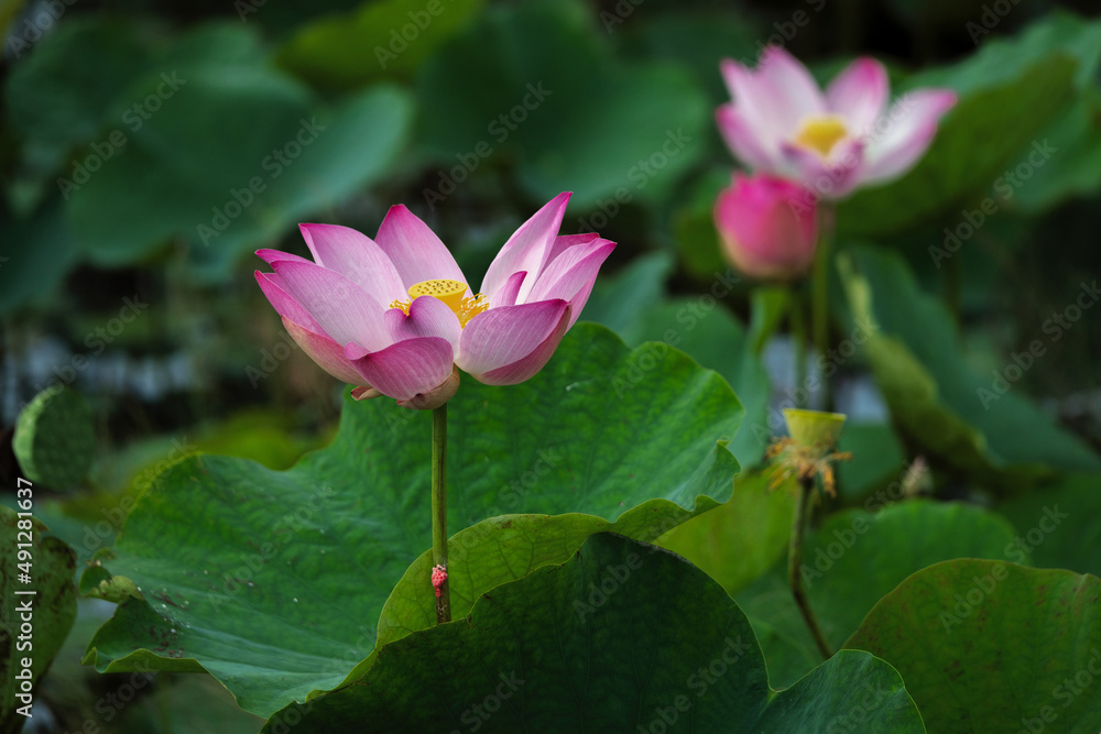 Lotus flower blooming in summer pond with green leaves as background Lotus flower blooming in summer pond with green leaves as background