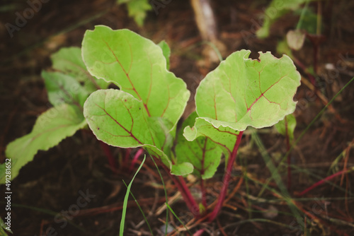 Wallpaper Mural hojas de remolacha huerta Torontodigital.ca