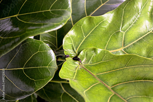 ficus lyrata plant leaf dark green  photo