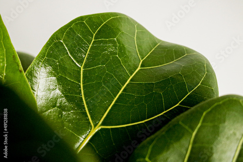 ficus lyrata plant leaf dark green  photo