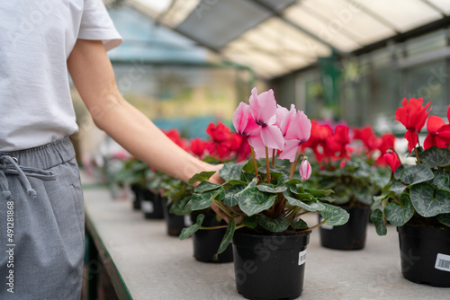Cyclamen winter flowers in a greenhouse close-up. plant in a pot close-up. Close-up woman's hand takes a plant from the counter in the supermarket.
