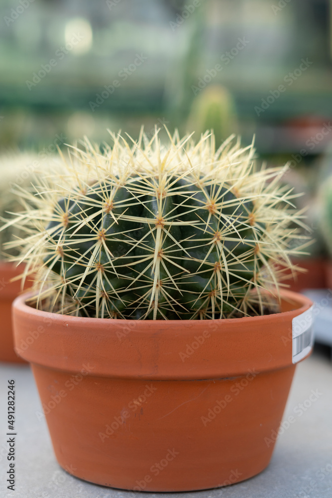 Cactus tree cute closeup natural.horticulture, planting and shopping concept. c Cactus tree cute closeup natural.horticulture, planting and shopping concept. c