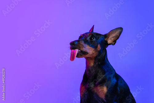 One small dog, puppy of Zwergpinscher dog posing isolated on blue background in neon light. Concept of beauty, motion, pets love, animal life, fashion.