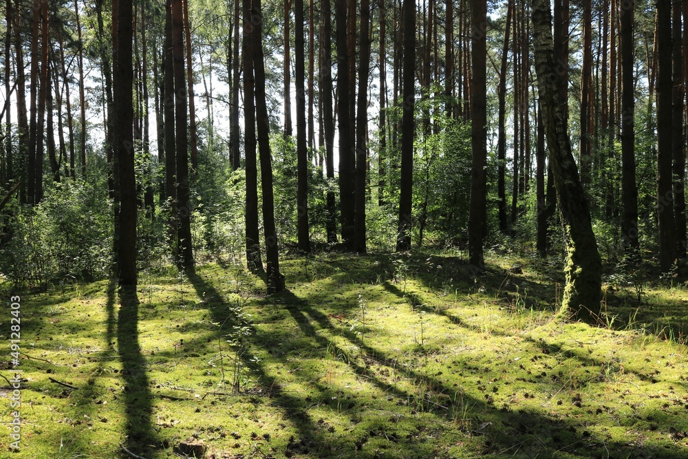 Obraz premium Lato w lesie