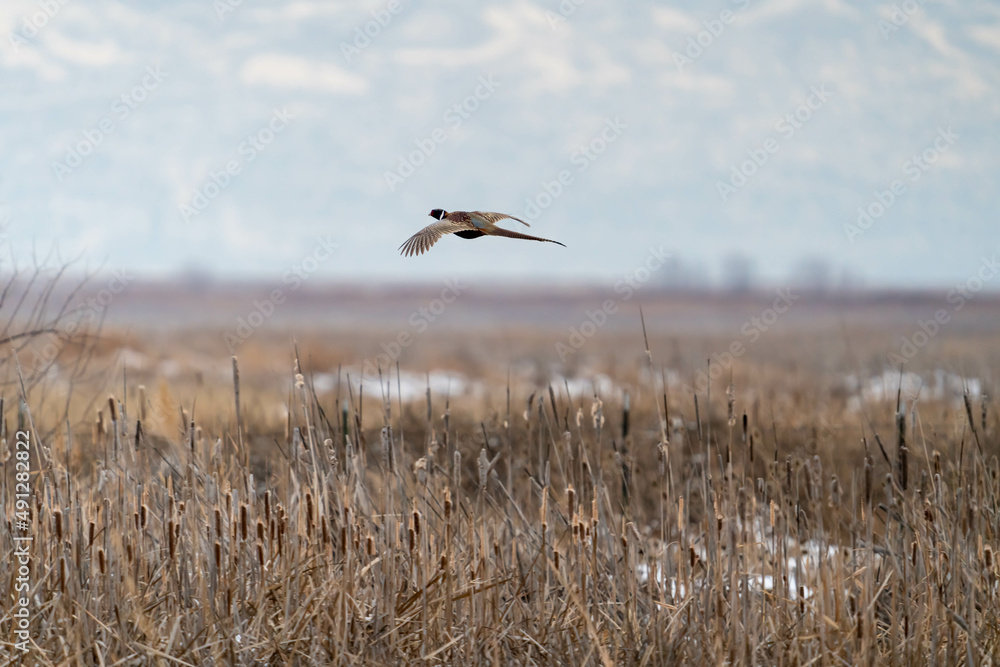 Male ring-necked pheasant in flight over a field in winter Male ring-necked pheasant in flight over a field in winter