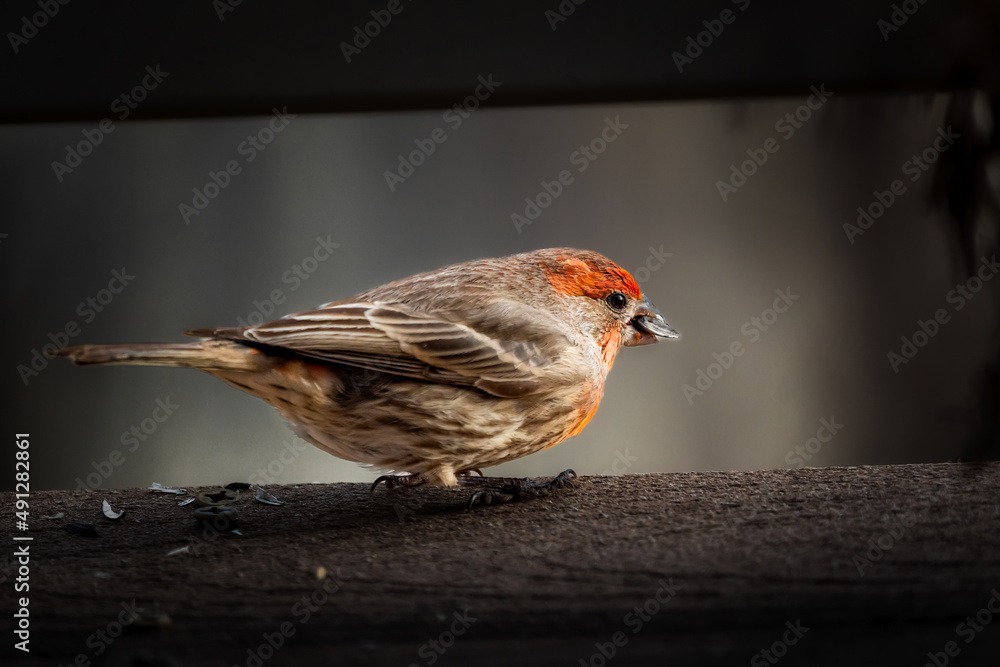 Ταπετσαρία Close up of an adult male house finch eating a sunflower seed