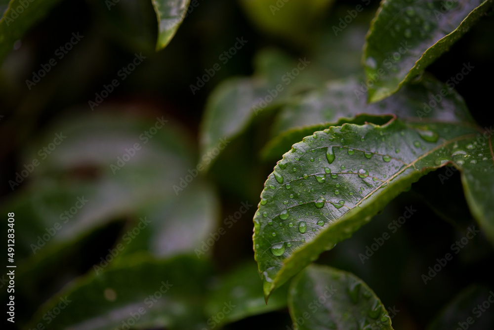 A beautiful lush green leaf that is wet after a rain storm showing the fundamentals for life and inspiration A beautiful lush green leaf that is wet after a rain storm showing the fundamentals for life and inspiration
