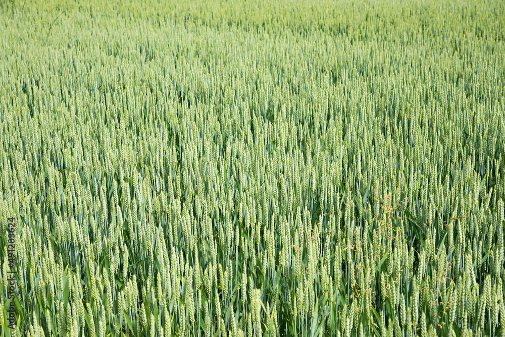 wheat field in growth, with green ears, agricultural background wheat field in growth, with green ears, agricultural background