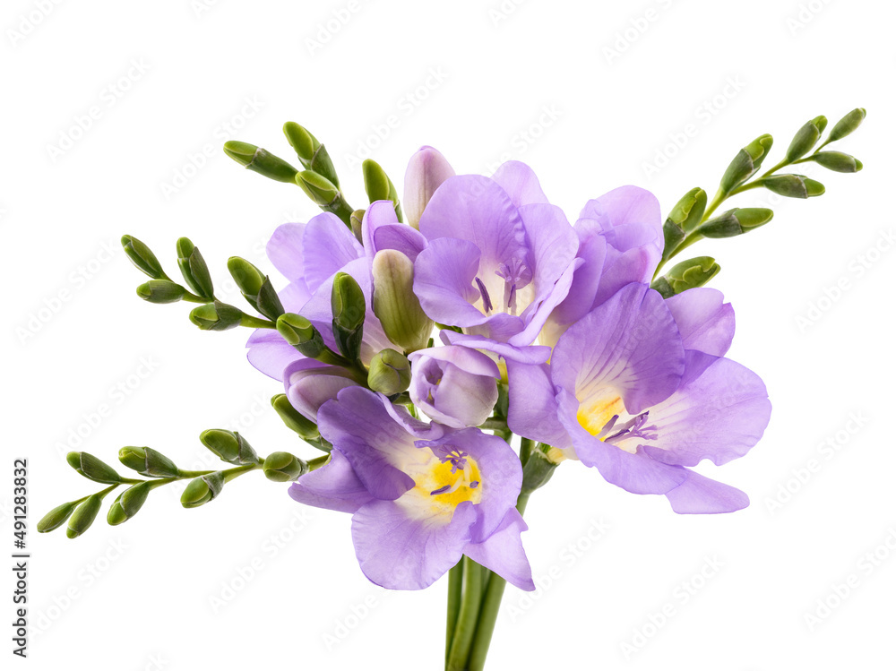 Obraz premium Fresh freesia flower
