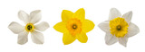 Yellow and white Daffodils flowers