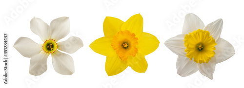 Yellow and white Daffodils flowers photo