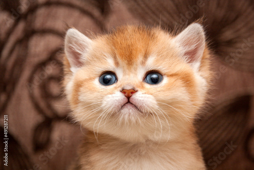 A close-up photo of the head of a small British kitten, a portrait of a red kitten.