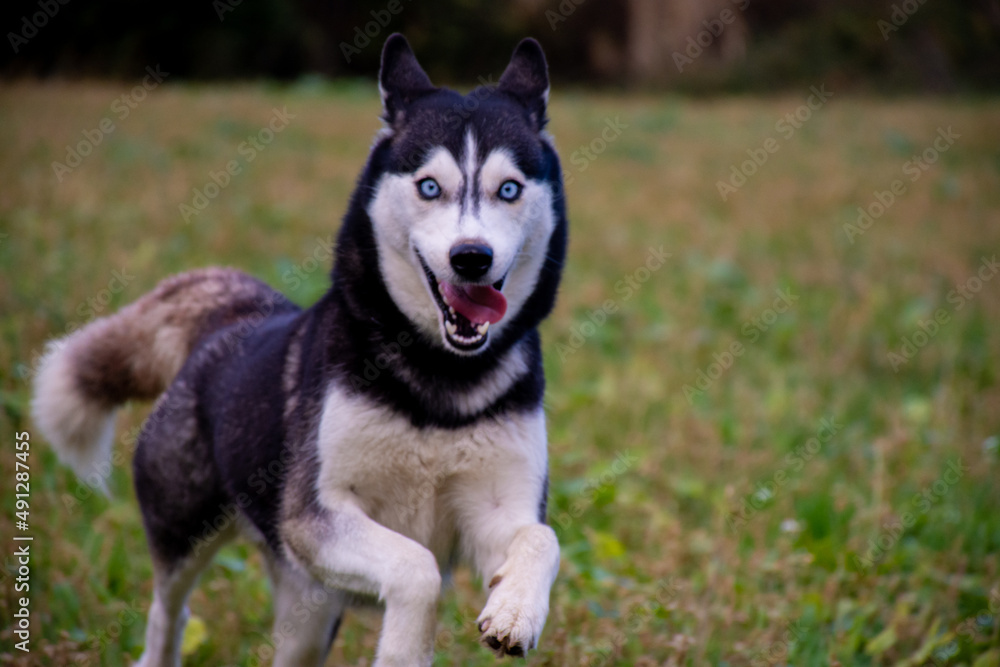 Beautiful female siberian husky dog running with blur background