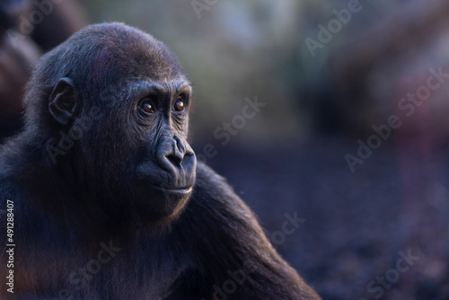 Joven gorila mirando con atención © Ricardo Ferrando