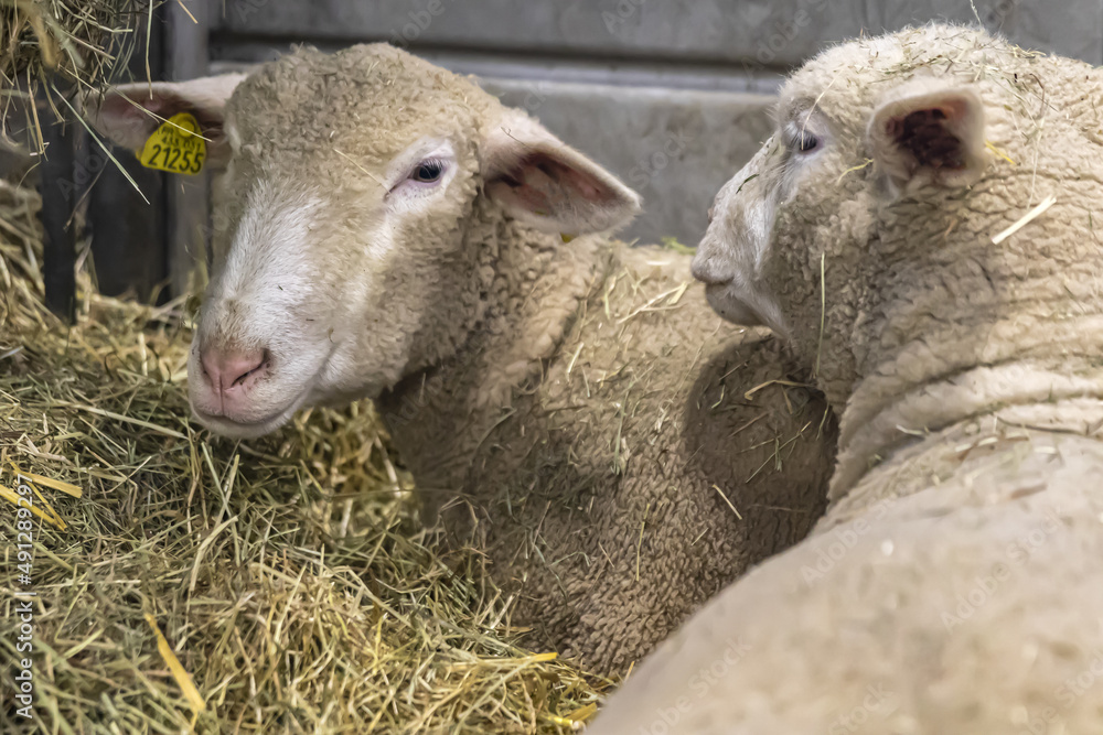 Fototapeta premium sheep and lambs