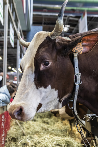 portrait of a cow