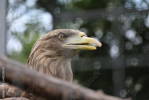 Wallpaper Mural portrait of a eagle Torontodigital.ca