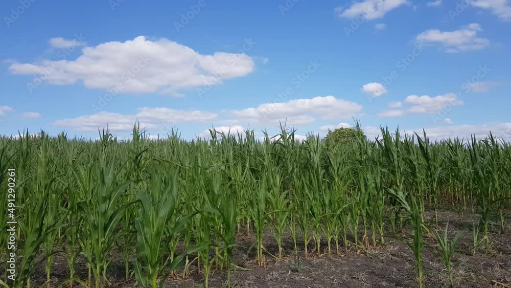 Champs de maïs sous un ciel bleu avec des nuages Champs de maïs sous un ciel bleu avec des nuages