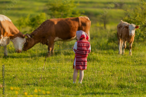 child grazing cows on the lawn © zokov_111
