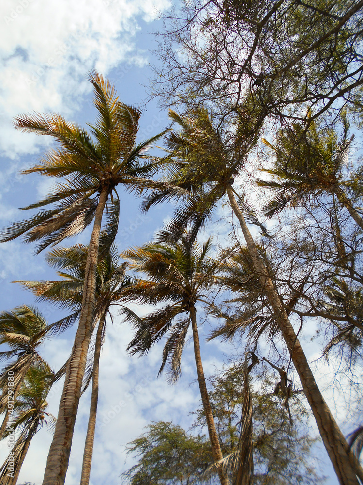 palm tree and sky; palm and sky, palm, sky, nature, plants palm tree and sky; palm and sky, palm, sky, nature, plants