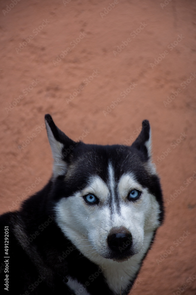 Beautiful female siberian husky dog with blur background