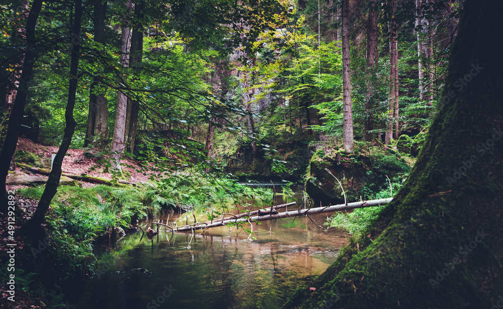 Kleiner Bach in der Waldlandschaft Kirnitzschtal, aufgenommen in der Sächsischen Schweiz mit den berühmten Schrammsteinen im Schweiz-Osterzgebirge in Sachsen. Kleiner Bach in der Waldlandschaft Kirnitzschtal, aufgenommen in der Sächsischen Schweiz mit den berühmten Schrammsteinen im Schweiz-Osterzgebirge in Sachsen.
