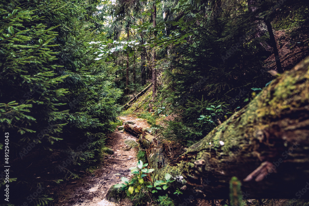 Wunderschöne Waldlandschaft Kirnitzschtal mit einem Hauch von Fantasie, aufgenommen in der Sächsischen Schweiz mit den berühmten Schrammsteine im Schweiz-Osterzgebirge in Sachsen.
Fotografiert im Hoc Wunderschöne Waldlandschaft Kirnitzschtal mit einem Hauch von Fantasie, aufgenommen in der Sächsischen Schweiz mit den berühmten Schrammsteine im Schweiz-Osterzgebirge in Sachsen.
Fotografiert im Hoc