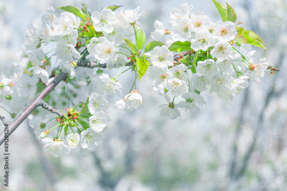 Obraz premium cherry tree and flowering image