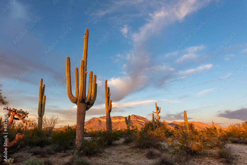 cactus in the desert - obrazy, fototapety, plakaty 