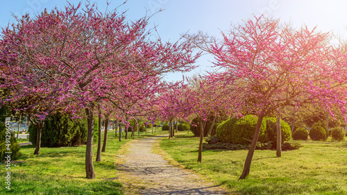 harbinger of spring beautiful pink colored trees and garden. Judas-tree photo