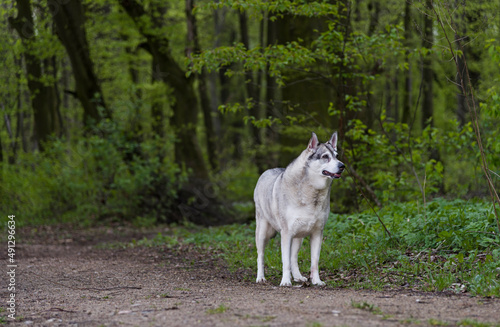 Spacer z psem po leśnej drodze w letnie popołudnie