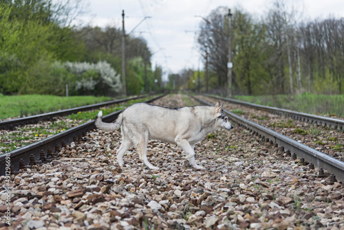 Pies przechodzący przez tory / Pies, który jeździł koleją