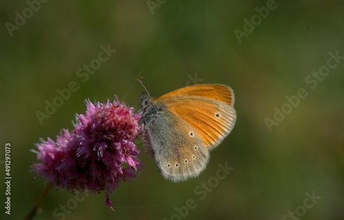 A butterfly sitting on a green grass.