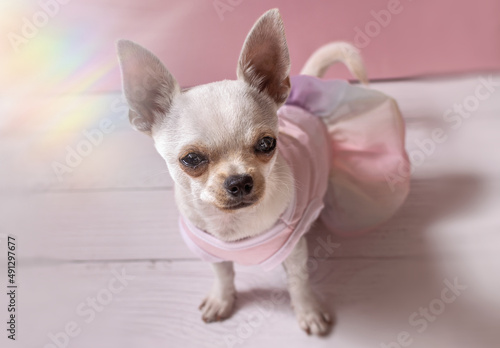 White chihuahua dressed up in pink dress with face in focus and background out of focus  sitting on white wooden table  isolated on pink background.