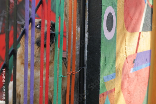 cachorro olha desconfiado pelo portão colorido