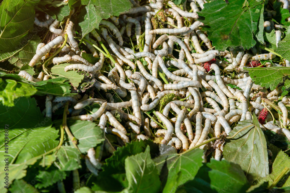 The silkworm is the larva or caterpillar of the domestic silkmoth ...