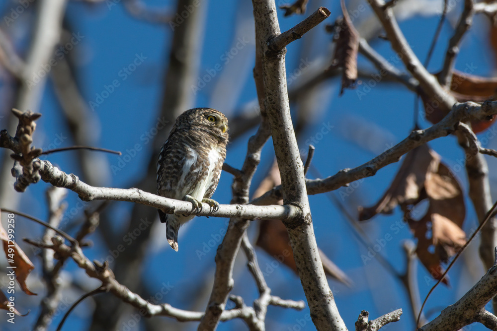 Collared Owlet photographed in Chopta, Uttarakhand, India Collared Owlet photographed in Chopta, Uttarakhand, India