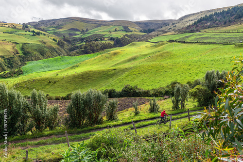 Man on bycicle on country road with green fields, hills and cows, Cayambe Coca national park, Ecuador.
