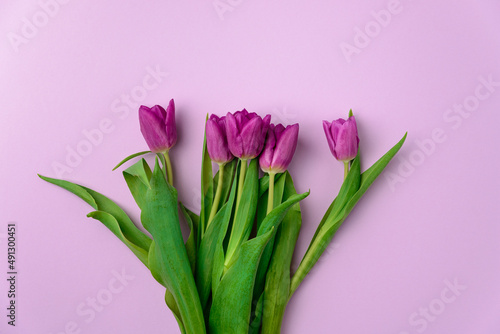 Bouquet of purple tulip flowers on a purple background. © Aleksandr Uglov