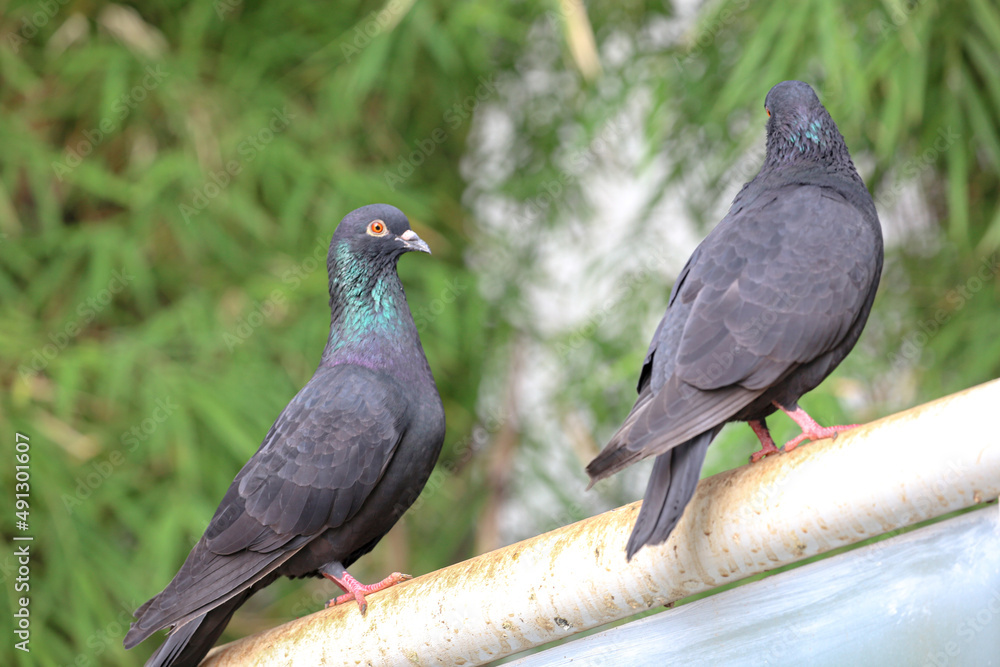 Two pigeons were on an iron rod, against a blurred background. Two pigeons were on an iron rod, against a blurred background.
