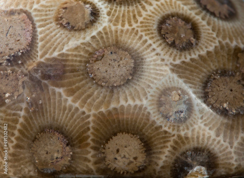 Closeup of Petoskey Stone, fossilized 400-million-year-old coral.
