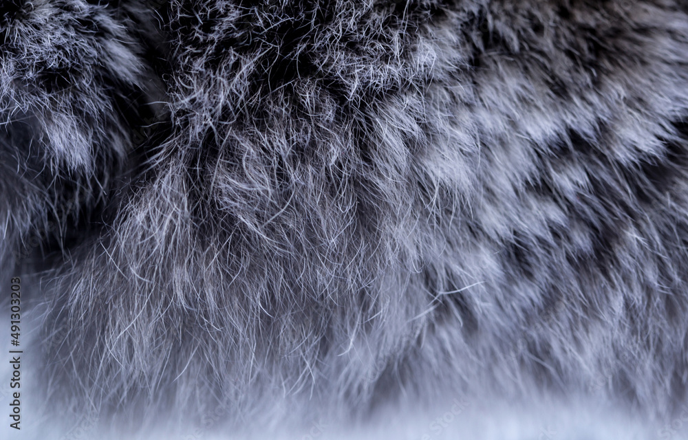 Animal fur close up. Background of gray sable and red fox or chinchilla wool, pile fur texture. Animal fur close up. Background of gray sable and red fox or chinchilla wool, pile fur texture.