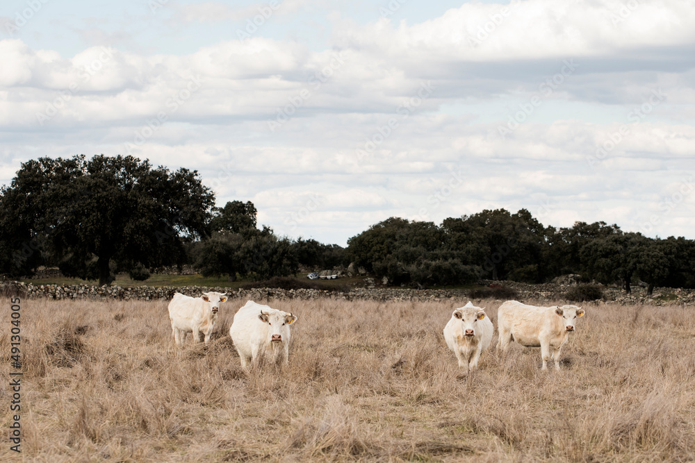 Group of white cows, of the Cacereña white bovine breed, also known as the Extremaduran breed, grazing on a farm in Cáceres
