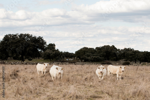Group of white cows, of the Cacereña white bovine breed, also known as the Extremaduran breed, grazing on a farm in Cáceres