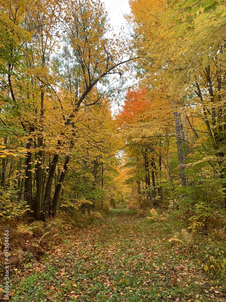 Obraz premium autumn in the forest