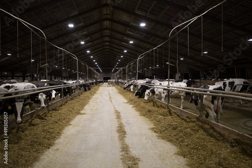Obora - ferma bydła i krów © Wojciech