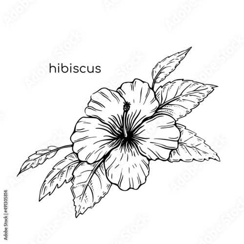 Hibiscus sketch flower in vintage style. Beautiful hand drawn with colorful on white background for textile design.