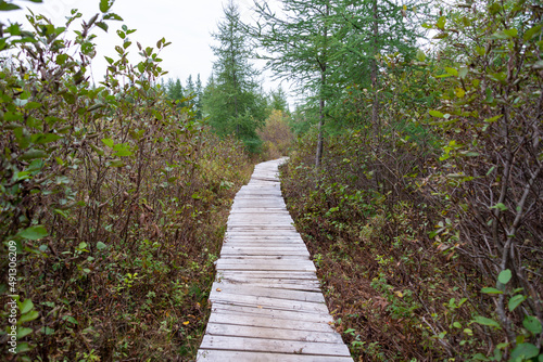 A wide  long  weathered  curved wooden boardwalk disappears into the tall swamp grass. The grass is green and yellow on both sides of the trail. The walkway has a small incline towards the back. 